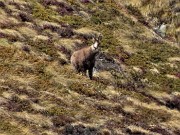 06 Richiamato dal caratteristico fischio tra le narici, colgo allo zoom un bel camoscio